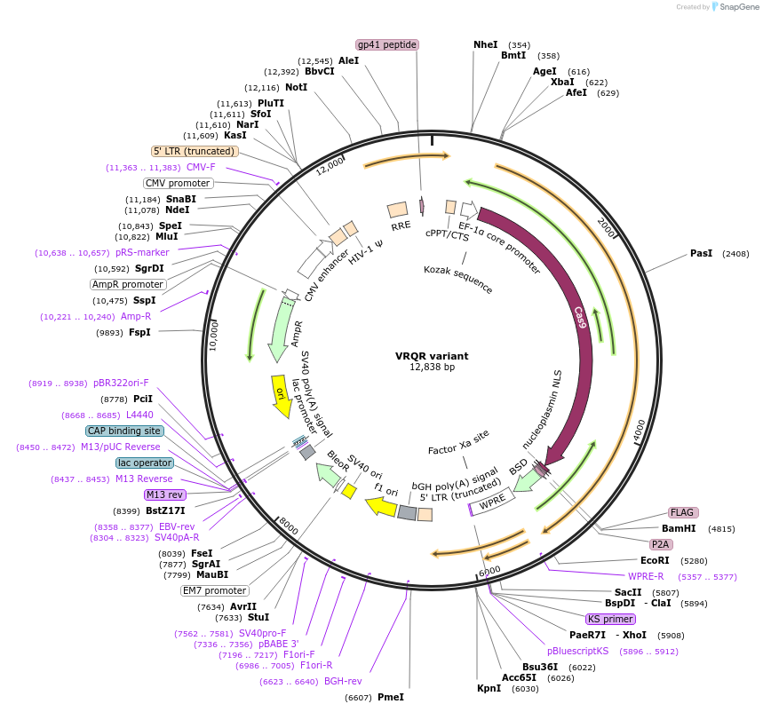 138562-plasmid-map-sequence-id-274786