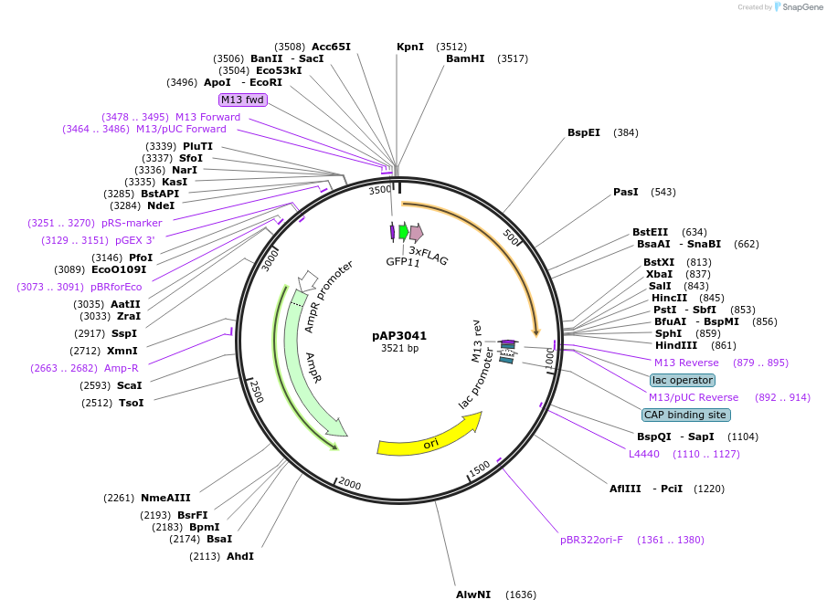 137083-plasmid-map-sequence-id-274800