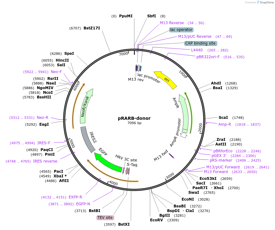 132517-plasmid-map-sequence-id-274801