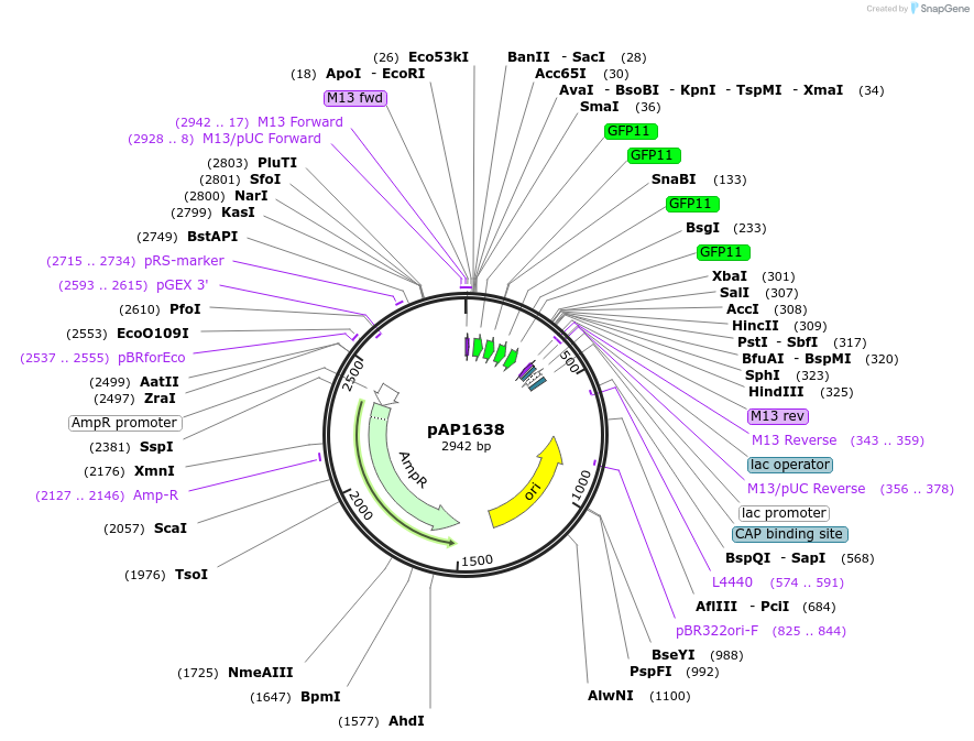 137089-plasmid-map-sequence-id-274808