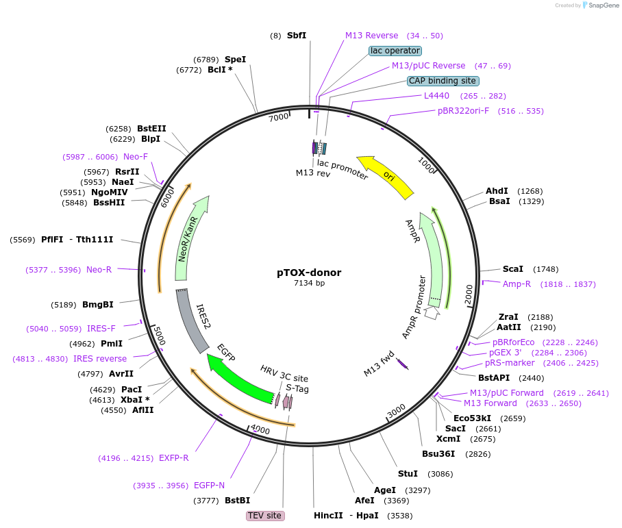 132516-plasmid-map-sequence-id-274812