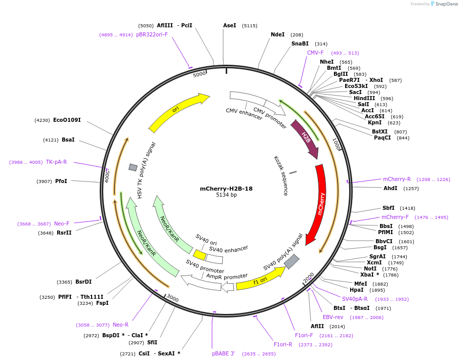 55055-plasmid-map-sequence-id-274822