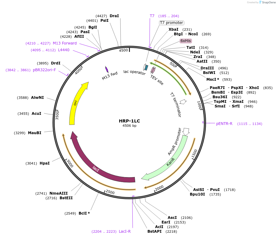 139116-plasmid-map-sequence-id-274830