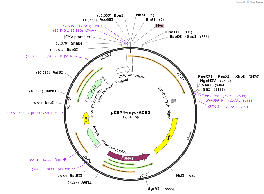 141185-plasmid-map-sequence-id-274835