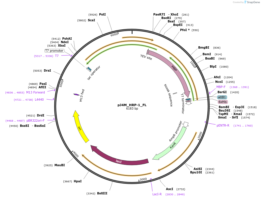 139117-plasmid-map-sequence-id-274844