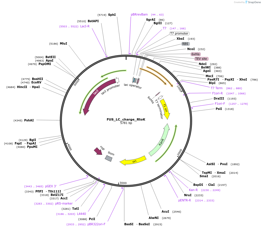 139127-plasmid-map-sequence-id-274850