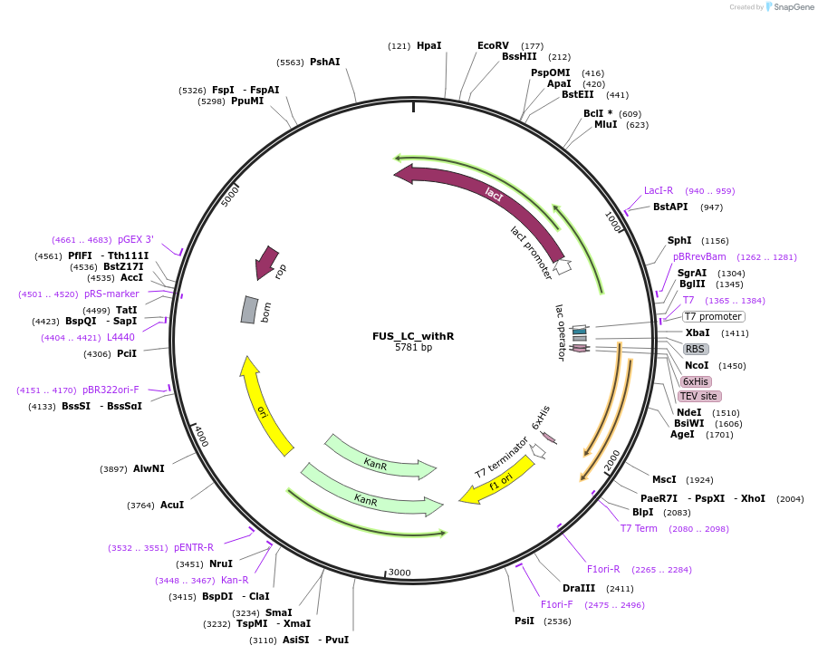 139128-plasmid-map-sequence-id-274852