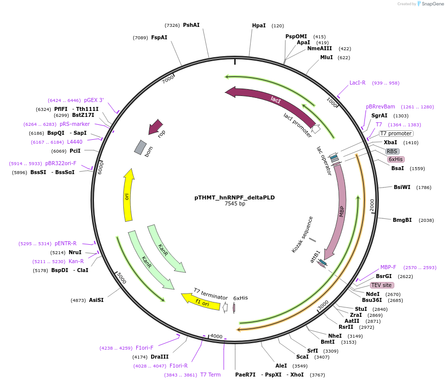 139115-plasmid-map-sequence-id-274867