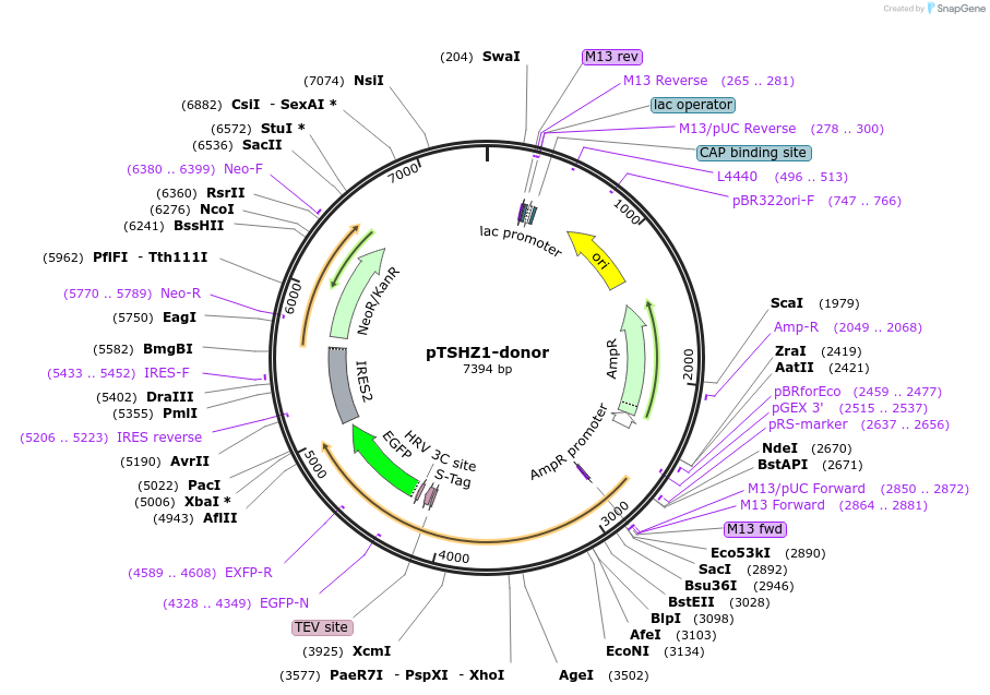 132479-plasmid-map-sequence-id-274870