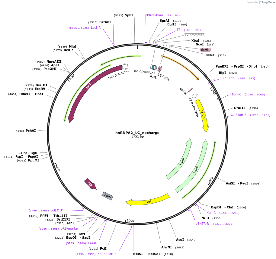139118-plasmid-map-sequence-id-274871
