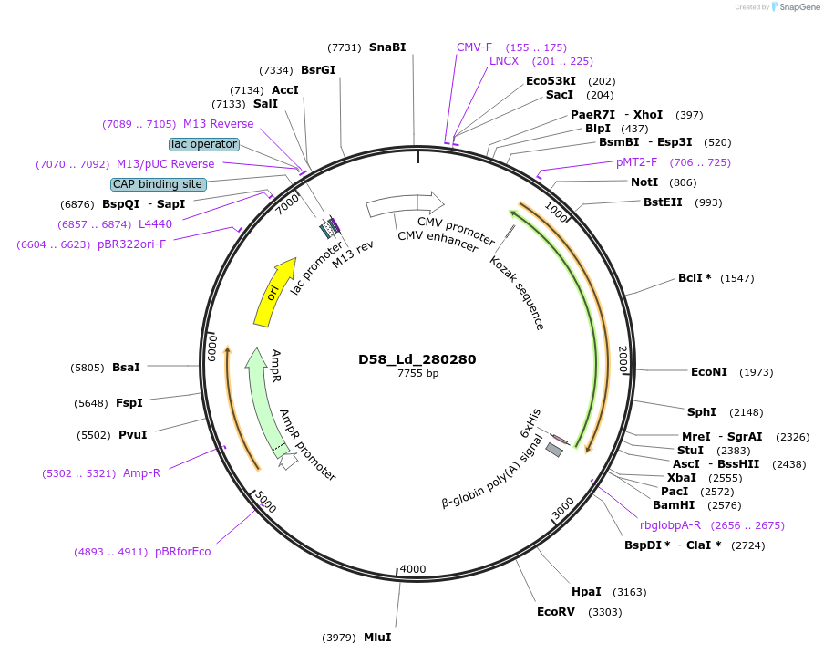 135871-plasmid-map-sequence-id-274887