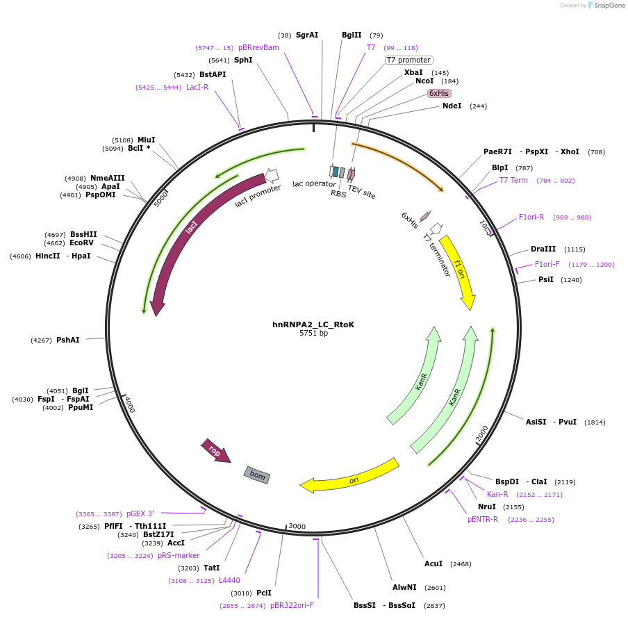 139120-plasmid-map-sequence-id-274889