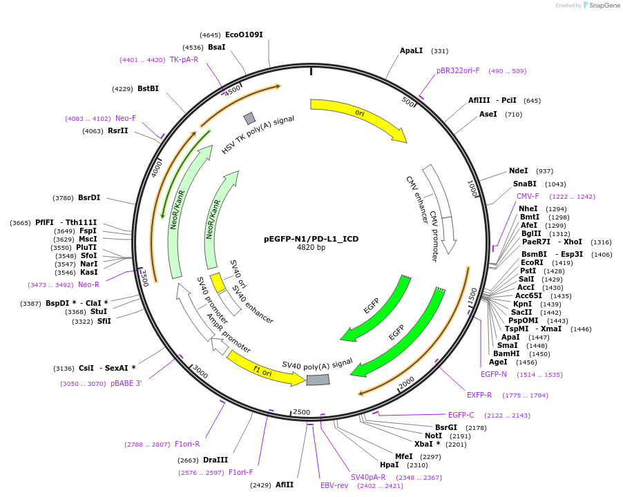 121480-plasmid-map-sequence-id-274891