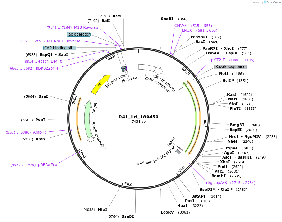 135855-plasmid-map-sequence-id-274895