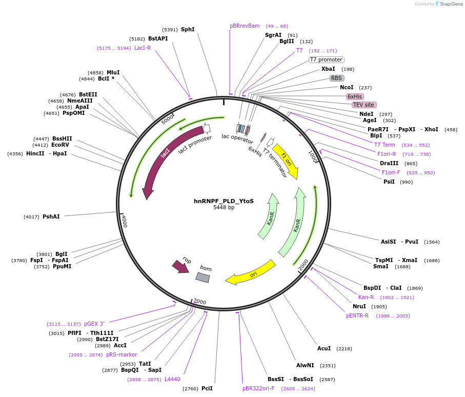 139124-plasmid-map-sequence-id-274905