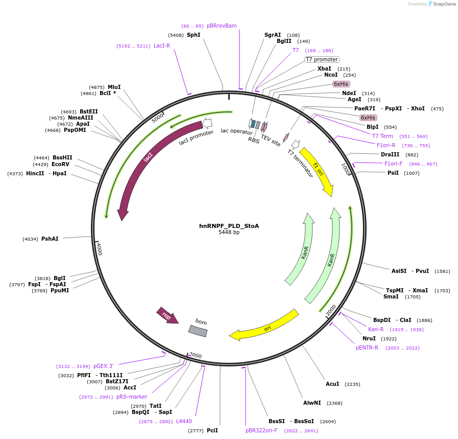 139125-plasmid-map-sequence-id-274909