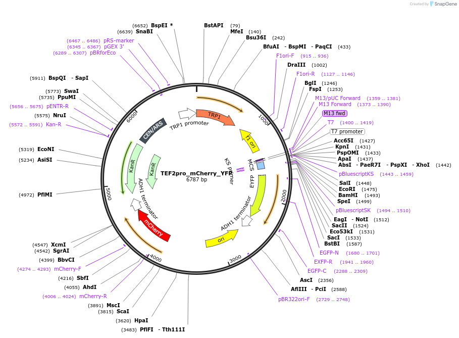 138623-plasmid-map-sequence-id-274912