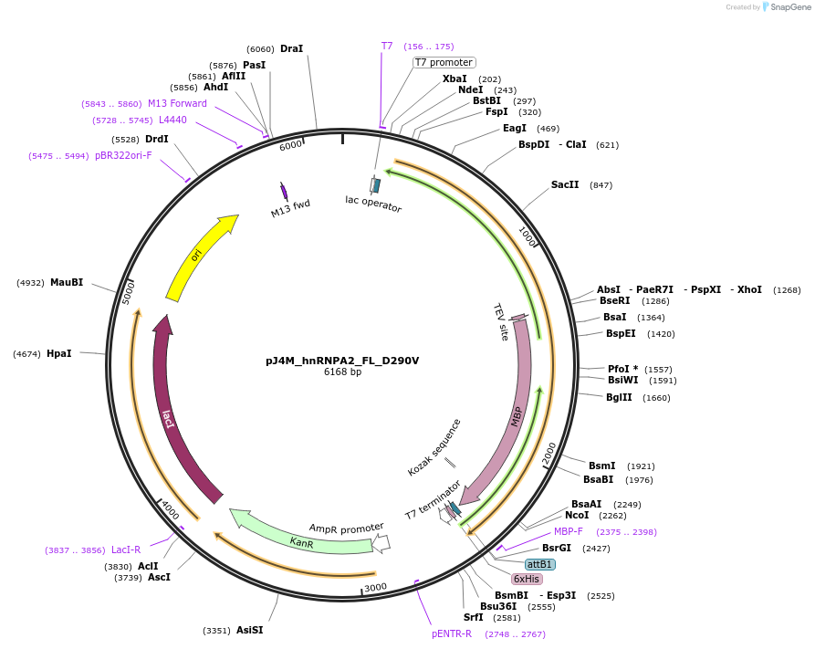 139110-plasmid-map-sequence-id-274916