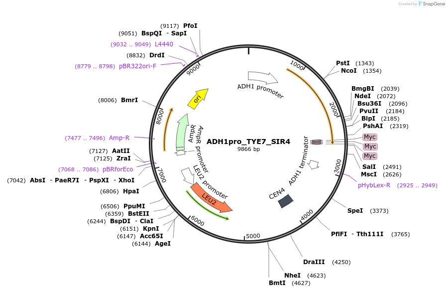 138617-plasmid-map-sequence-id-274925