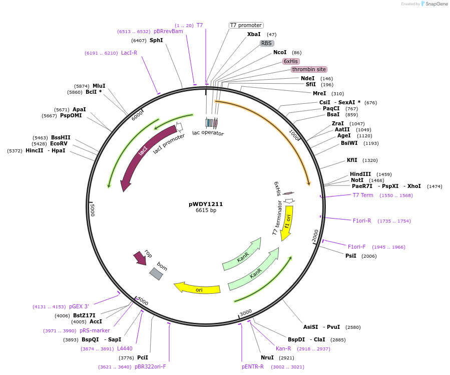 138591-plasmid-map-sequence-id-274928