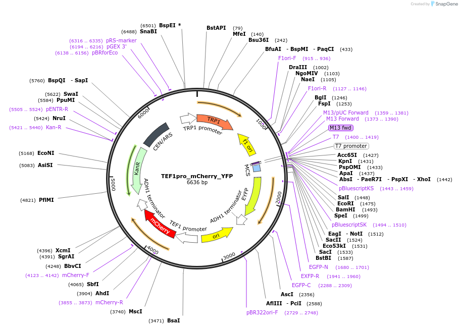 138624-plasmid-map-sequence-id-274931