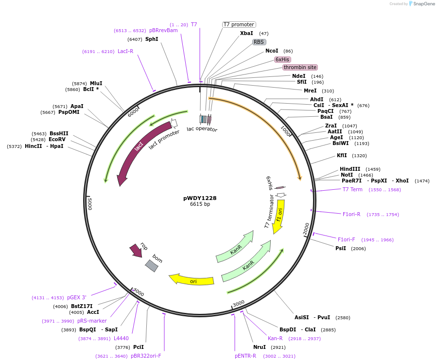 138594-plasmid-map-sequence-id-274934
