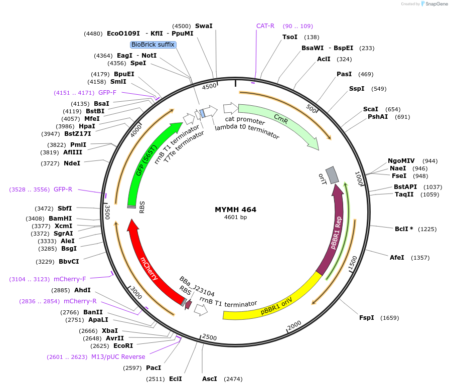 138068-plasmid-map-sequence-id-274938