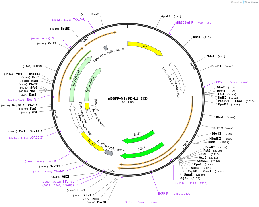 121479-plasmid-map-sequence-id-274951
