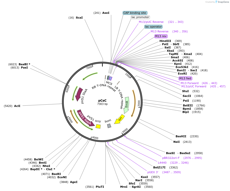 136069-plasmid-map-sequence-id-274962