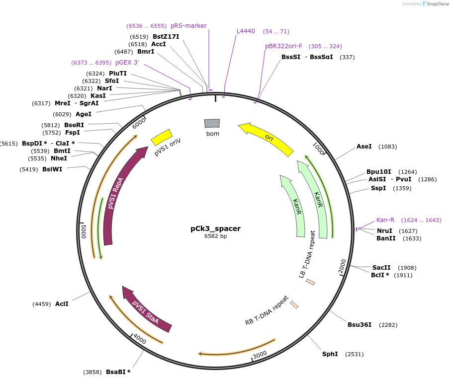 136073-plasmid-map-sequence-id-274968