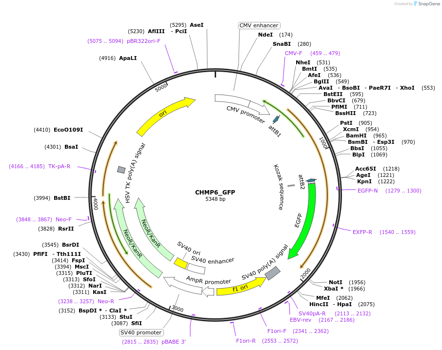 31806-plasmid-map-sequence-id-274973