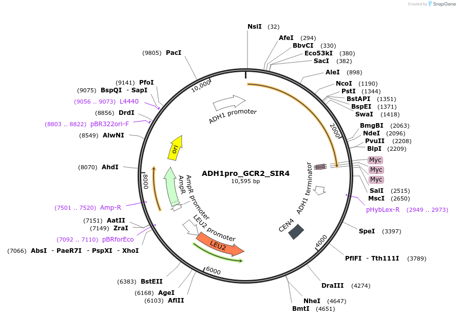 138619-plasmid-map-sequence-id-274988