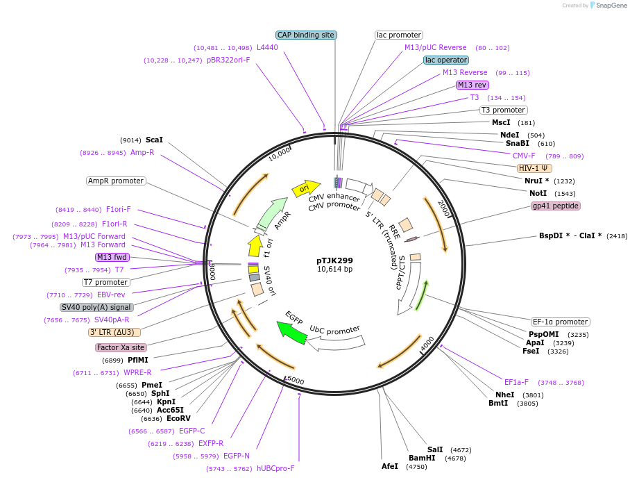138000-plasmid-map-sequence-id-274994