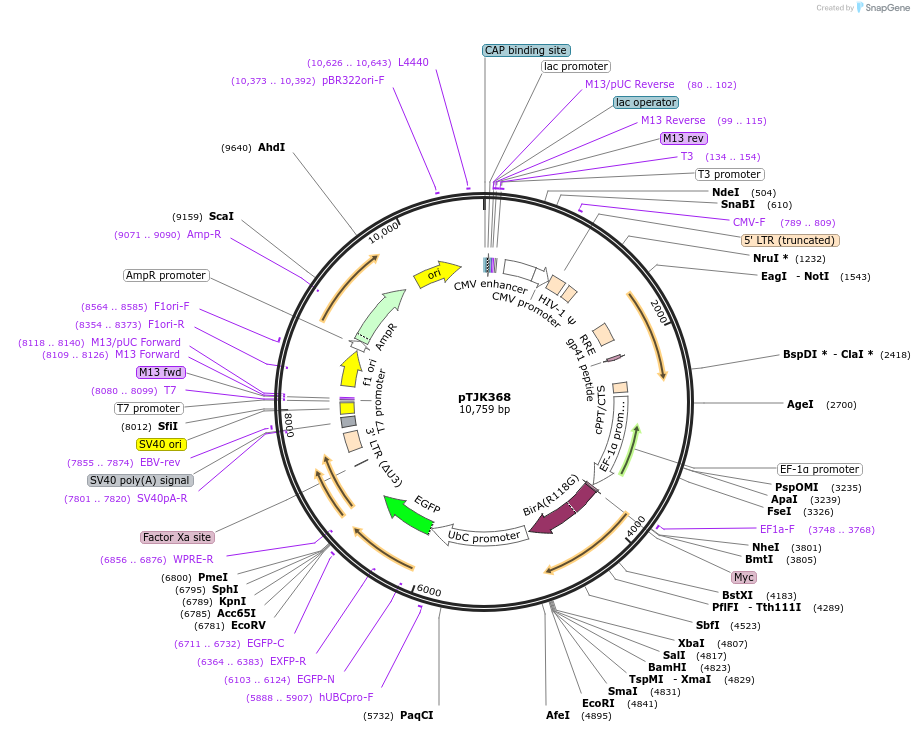 138006-plasmid-map-sequence-id-275000