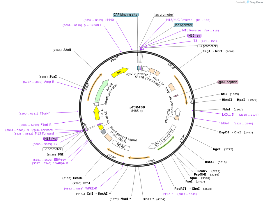 138008-plasmid-map-sequence-id-275002