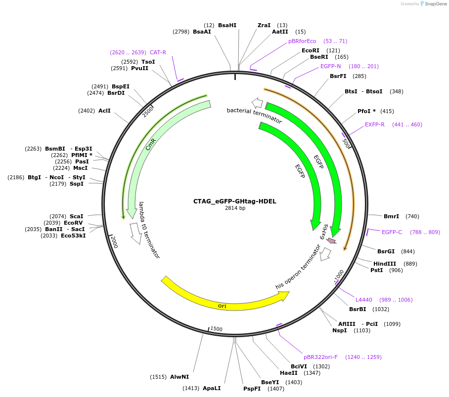 136096-plasmid-map-sequence-id-275029
