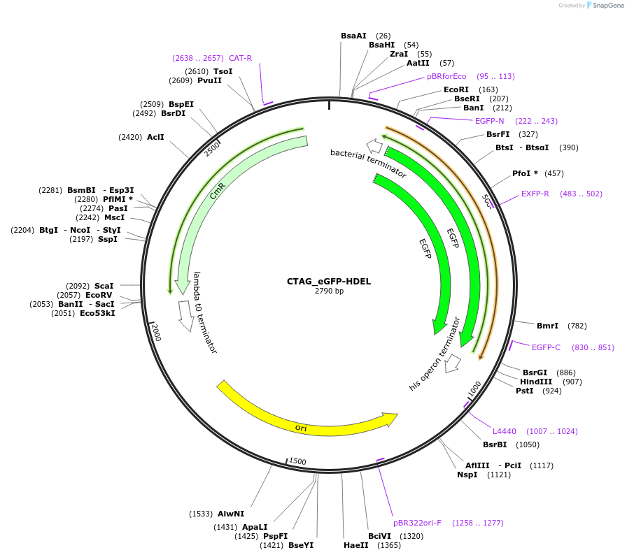 136097-plasmid-map-sequence-id-275030