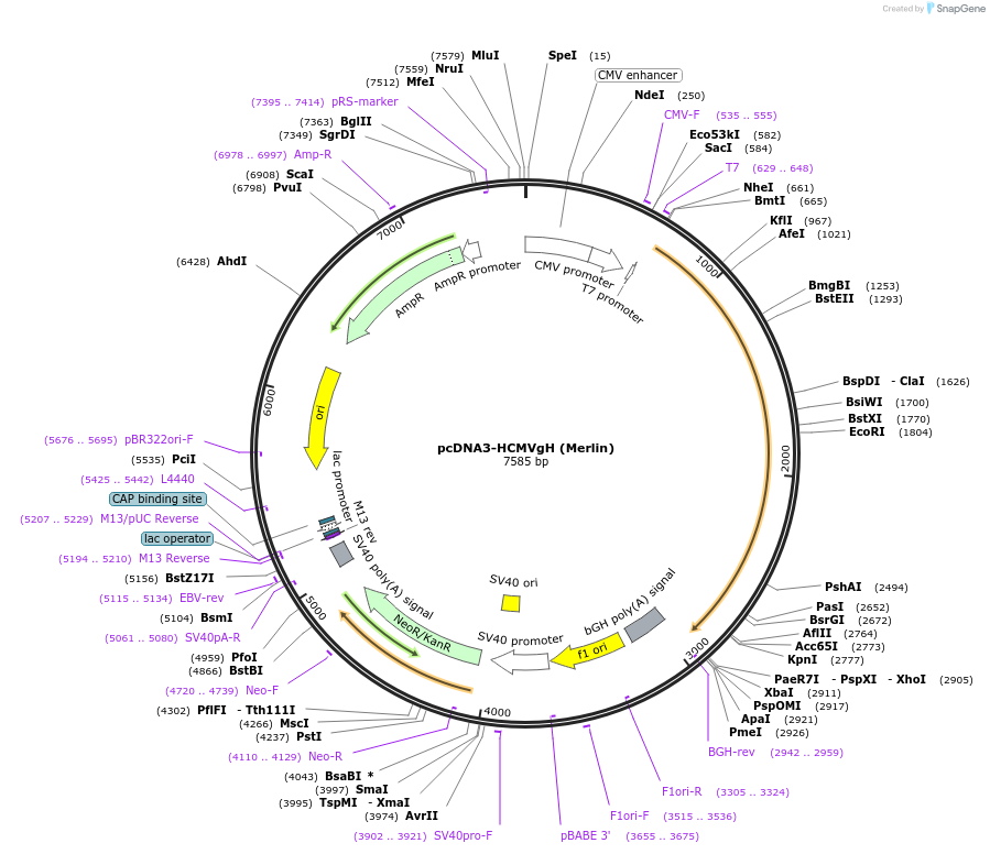 136448-plasmid-map-sequence-id-275046