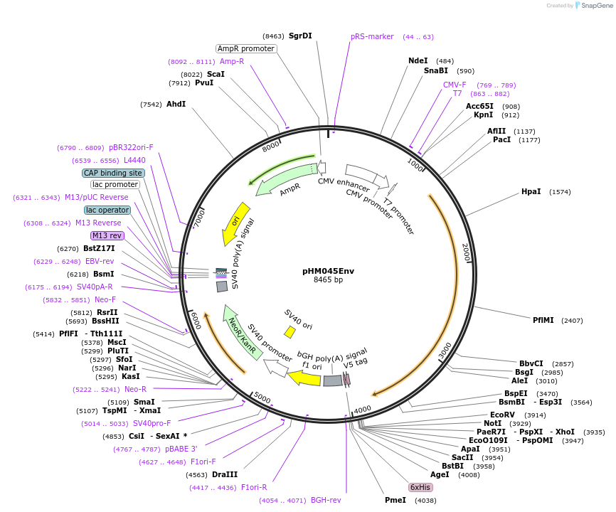 137687-plasmid-map-sequence-id-275049