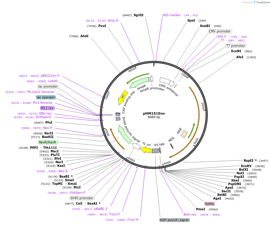 139017-plasmid-map-sequence-id-275051