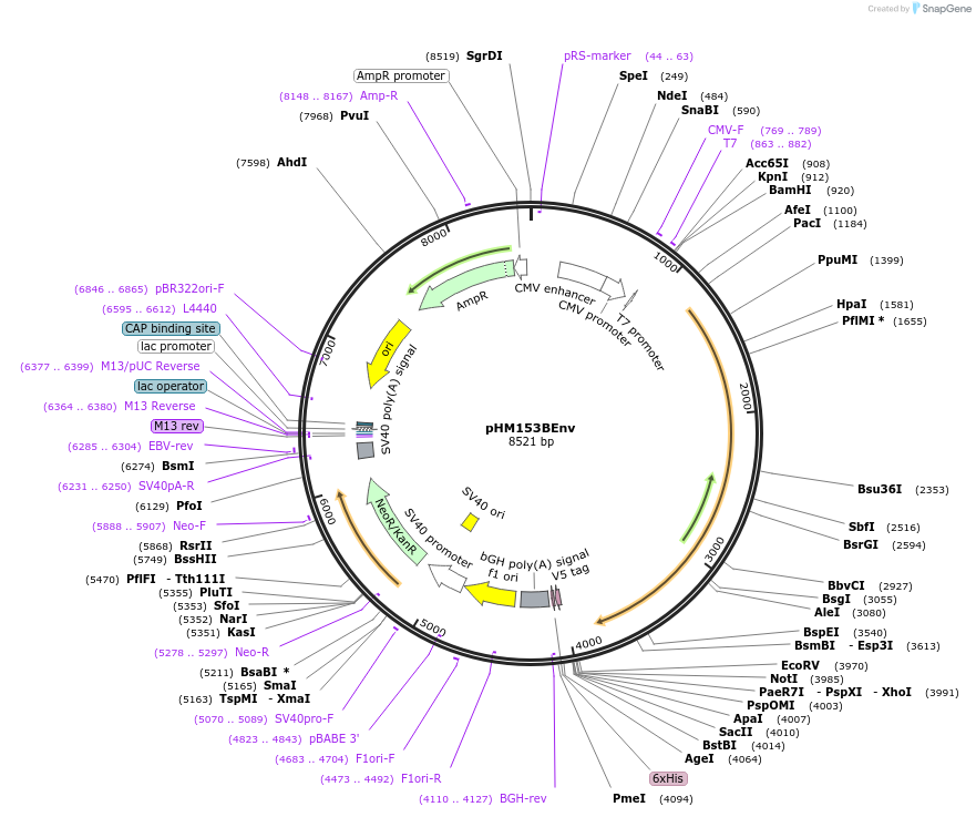 139023-plasmid-map-sequence-id-275052
