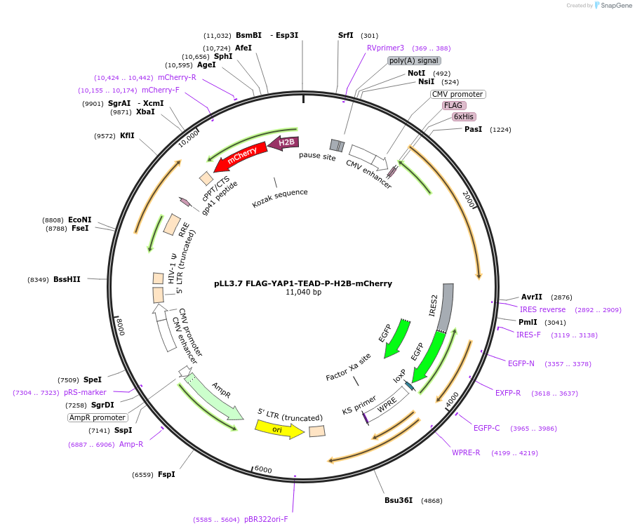 128327-plasmid-map-sequence-id-275053