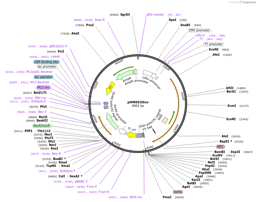 139019-plasmid-map-sequence-id-275055
