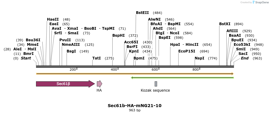 275056_map