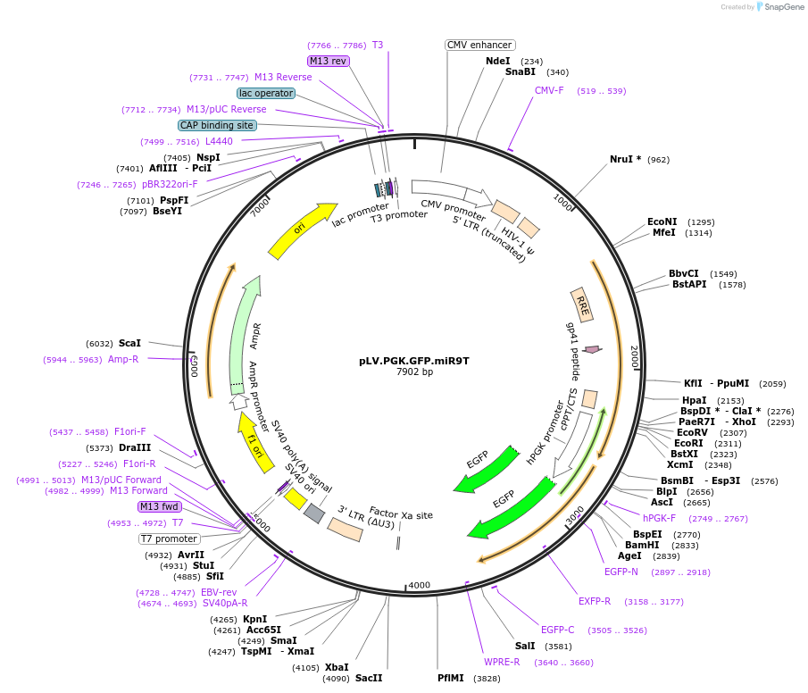 115973-plasmid-map-sequence-id-275071