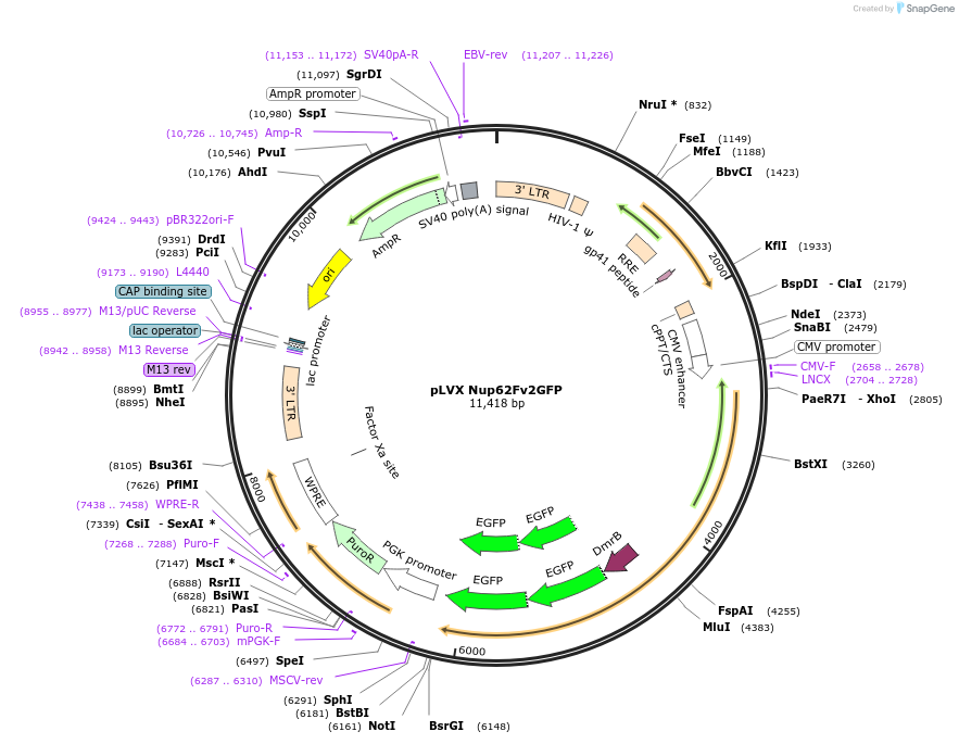 139683-plasmid-map-sequence-id-275080