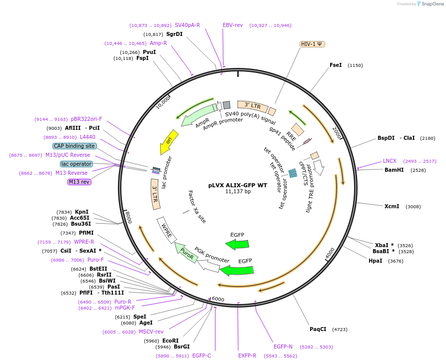 138582-plasmid-map-sequence-id-275088