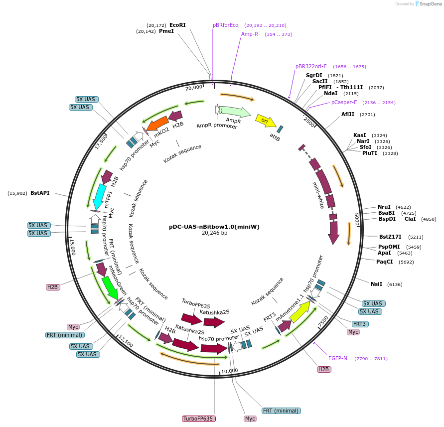 138329-plasmid-map-sequence-id-275089