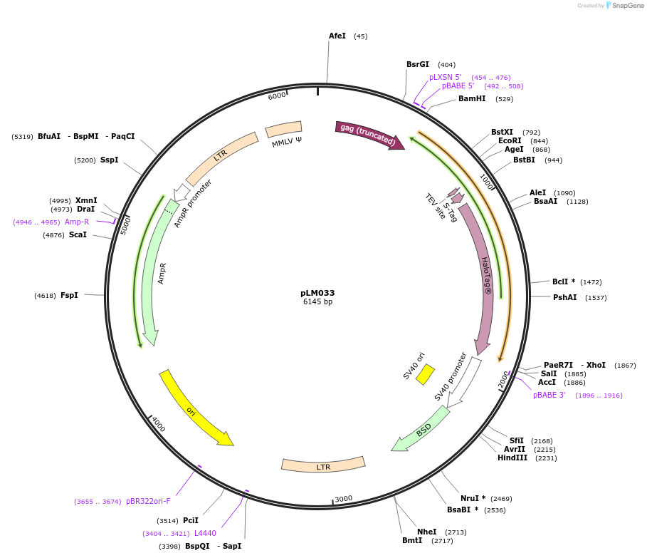 134245-plasmid-map-sequence-id-275091