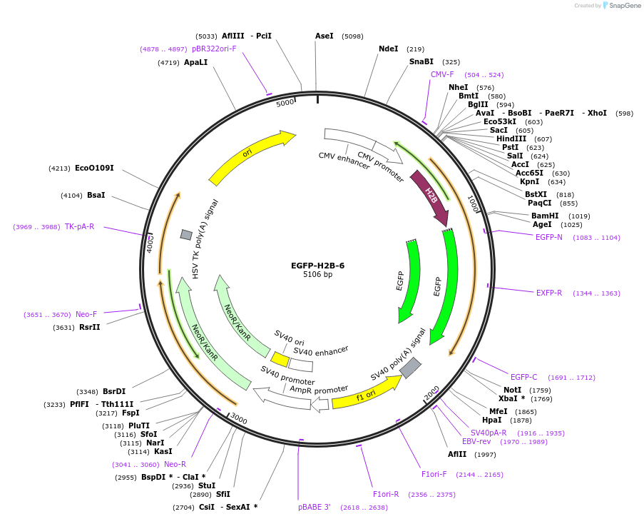 56436-plasmid-map-sequence-id-275092
